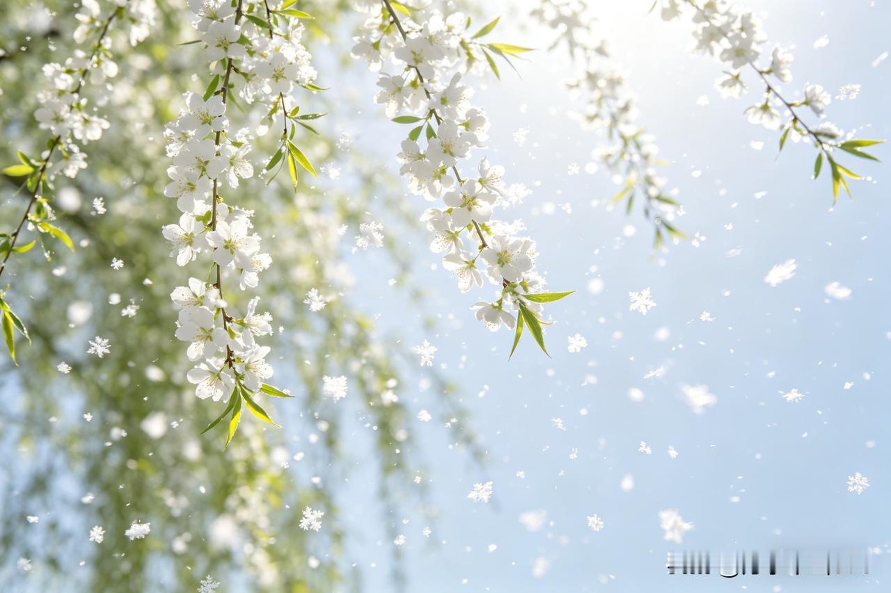 谴杨花二首
             一
杨花柳絮意何为？
异想登天作雪飞。
年