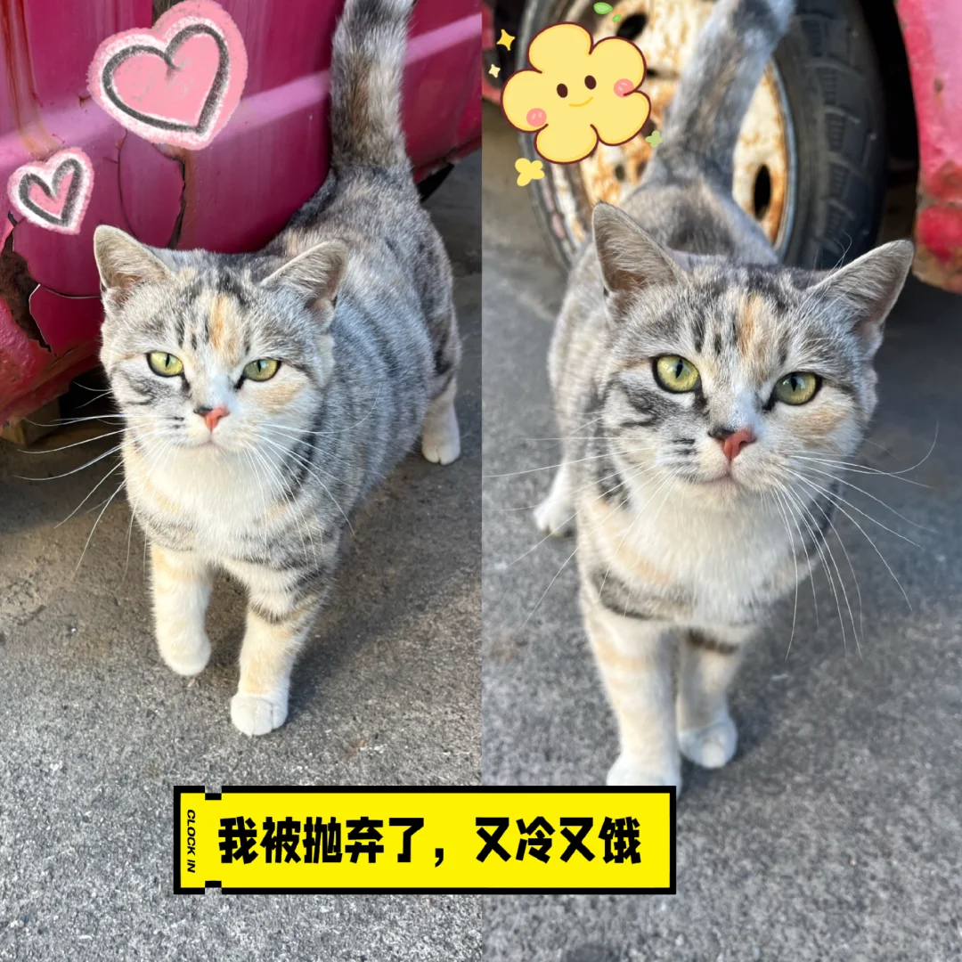 天寒地冻纯种猫被扔出来了