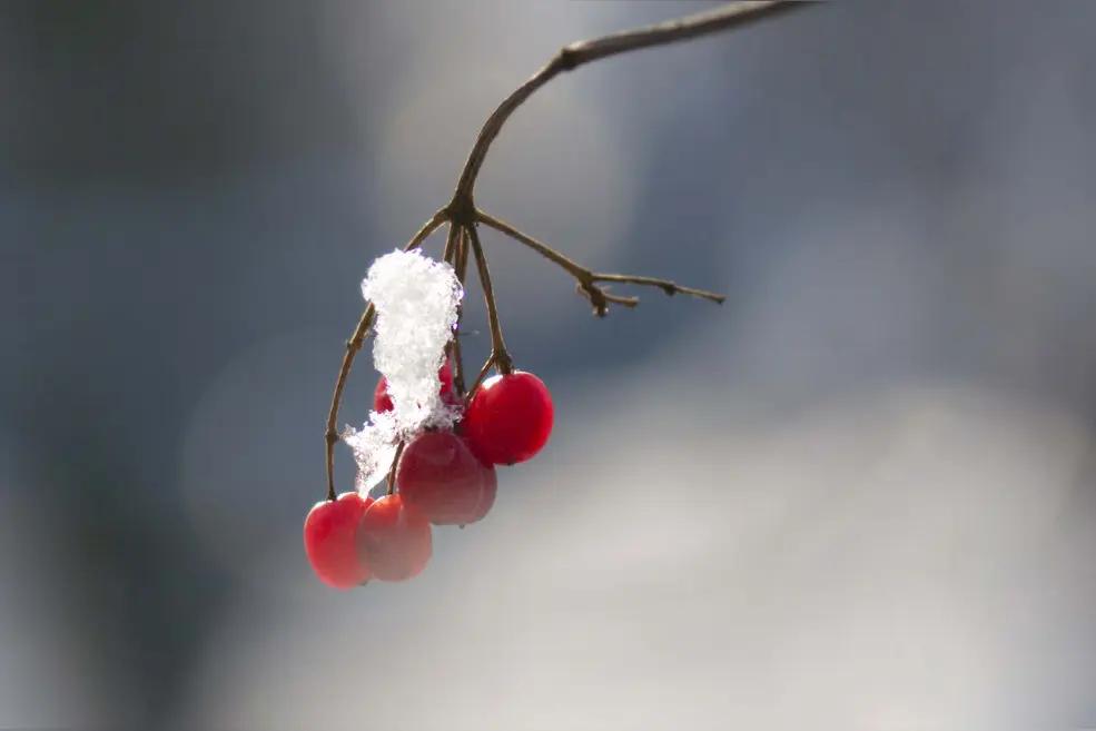红豆
红豆缀满枝，
粒粒寄相思。
飘雪漫飞舞，
天涯君可知。