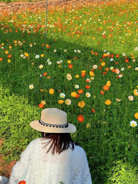 不用去武汉，湖南安化这片小众花海美到封神！