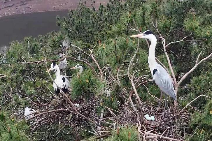 春归湿地！丰都三合街道苍鹭筑巢孵卵，上演生命温情大片
春回大地，万物生辉，在三合