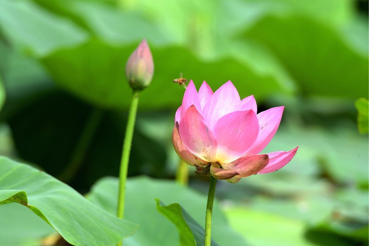 生活是一场又一场花开花落；人生是一列单向行驶的火车，中途会有许多大大小小的站点停