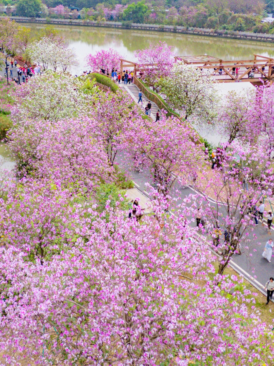 广州3.2公里的紫荆花海🌸真的好浪漫💕实拍