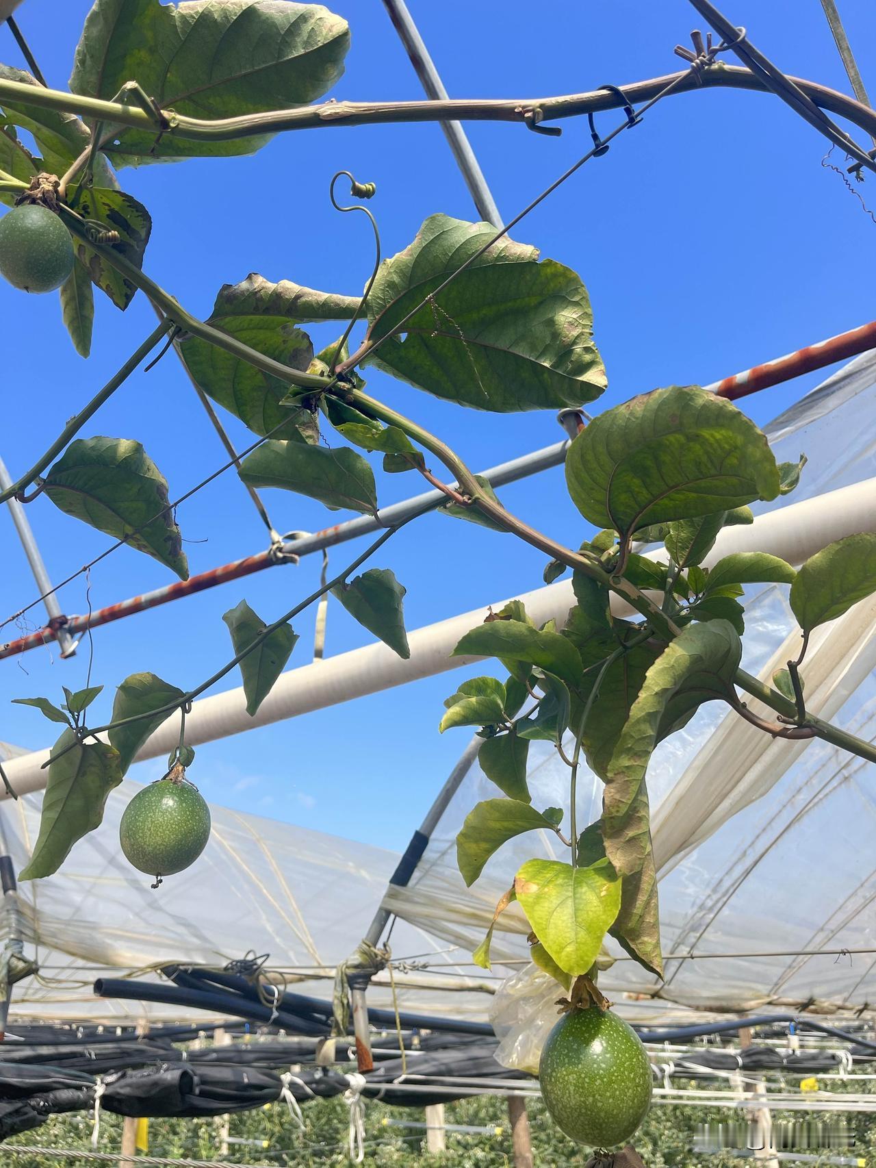 一张图证明秋天来了天空变得高远澄澈，果实熟了