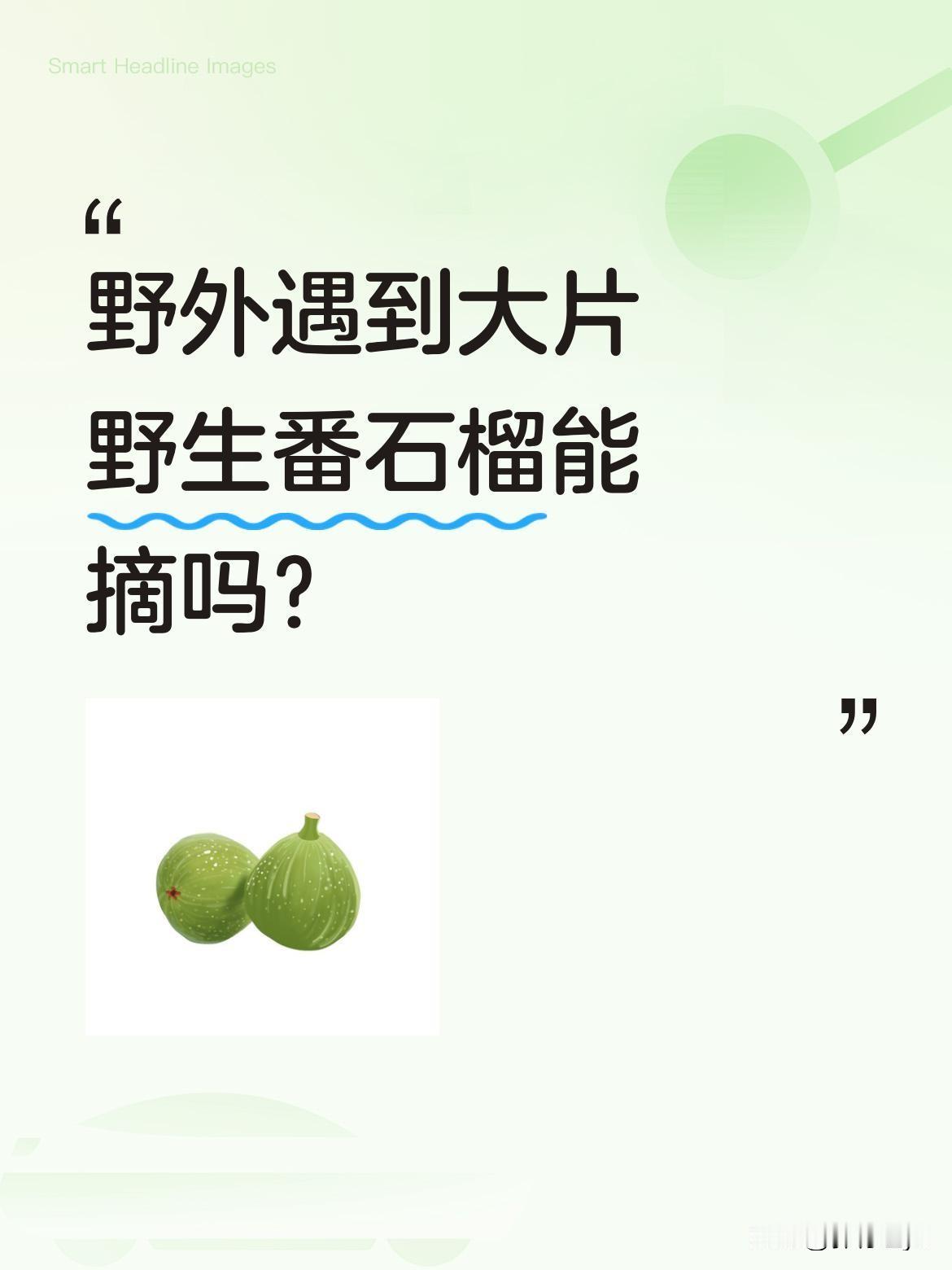 野外遇到大片野生番石榴能摘吗？
最近有网友分享在野外发现大片野生番石榴的经历，称