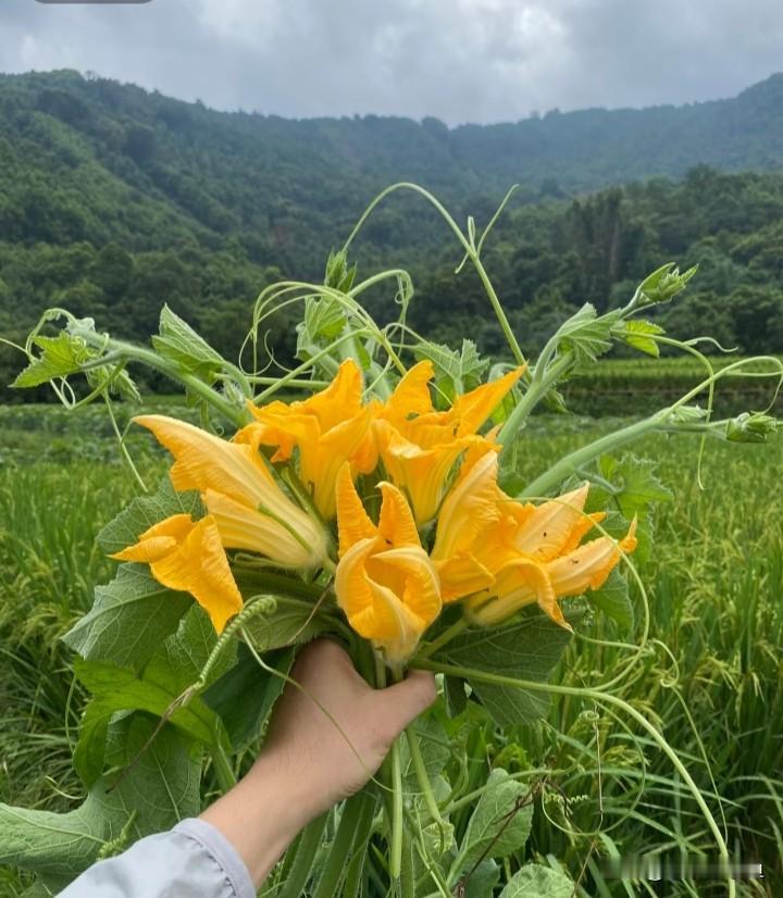 婆婆："摘这么多南瓜花干什么，留着结南瓜不好吗？一天天就知道糟蹋地里的东西。"