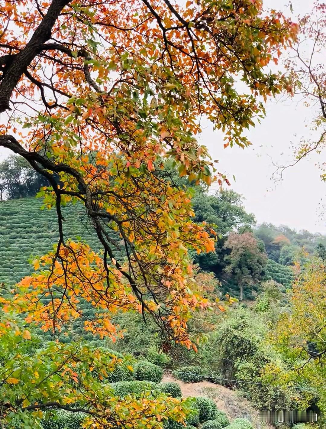 杭州龙井村的茶山黄了！深秋限定美景太绝了
 
家人们谁懂啊！龙井村的茶山一到秋天