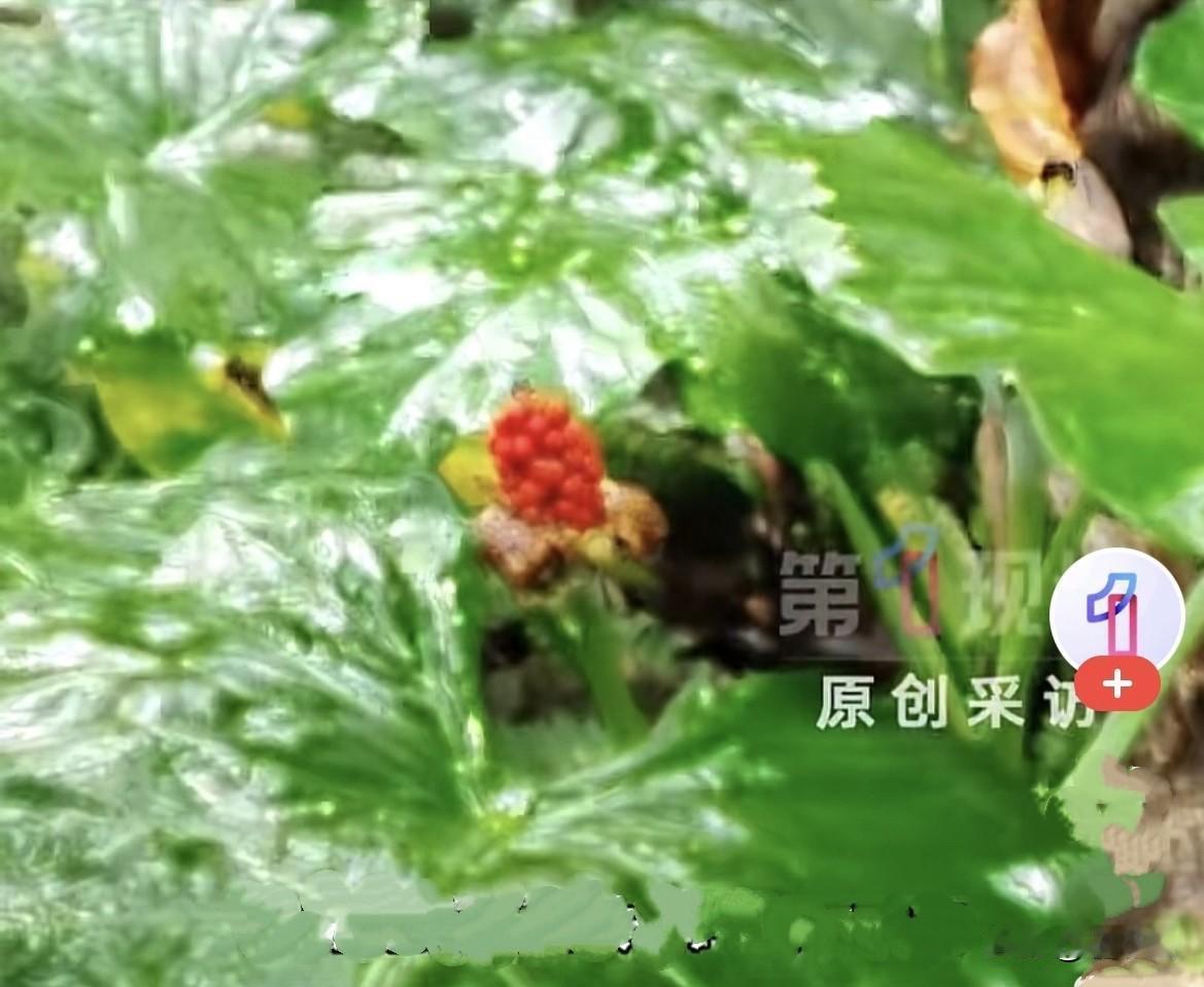 近日，深圳李女士带着两岁的儿子去公园玩耍。小孩子年纪太小，好奇心特别重，看到公园