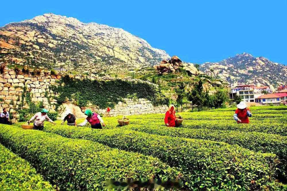 青岛农业藏着两条千亿级产业链 大众提起青岛多聚焦文旅与工业，却忽略其雄厚农业底盘