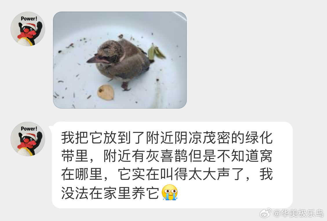 鸟粉投稿 路边捡到的灰喜鹊宝宝叫声特别大，较容易被亲鸟发现，祝它好运繁殖期间的灰