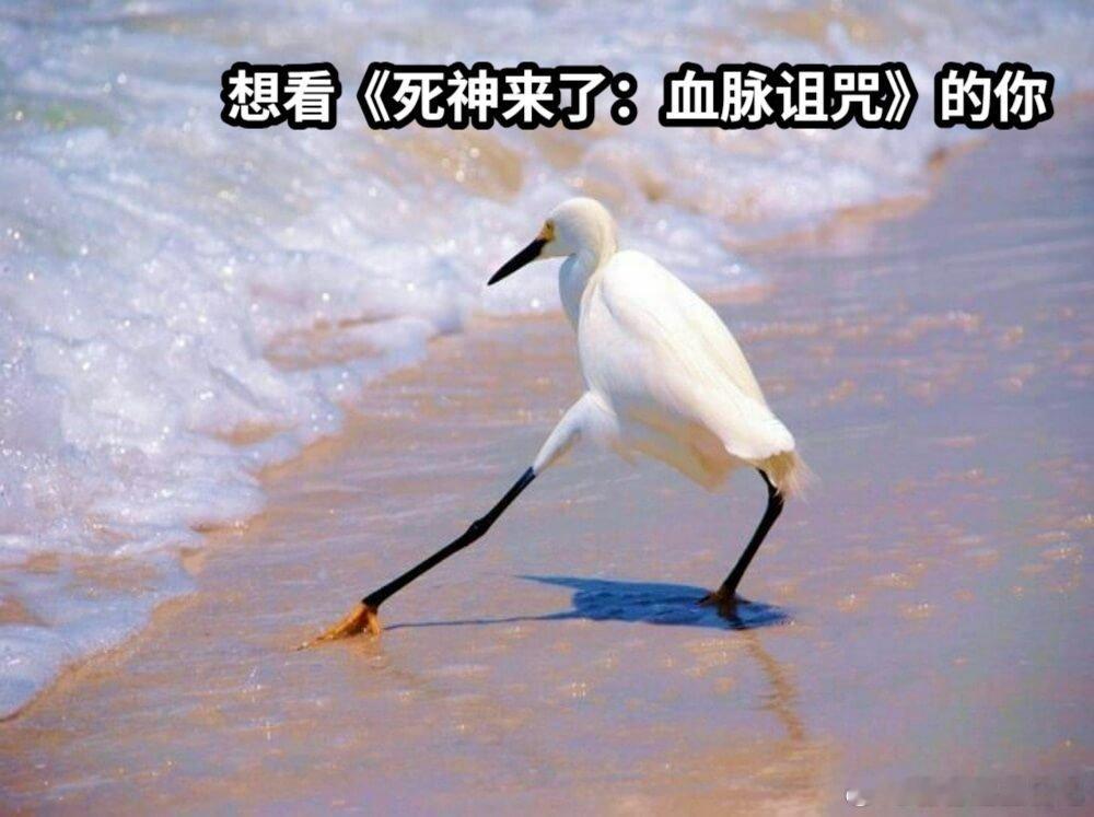 我这一生如履薄冰都是因为这片童年阴影再升级！《死神来了6》细节拉满，每一处伏笔都