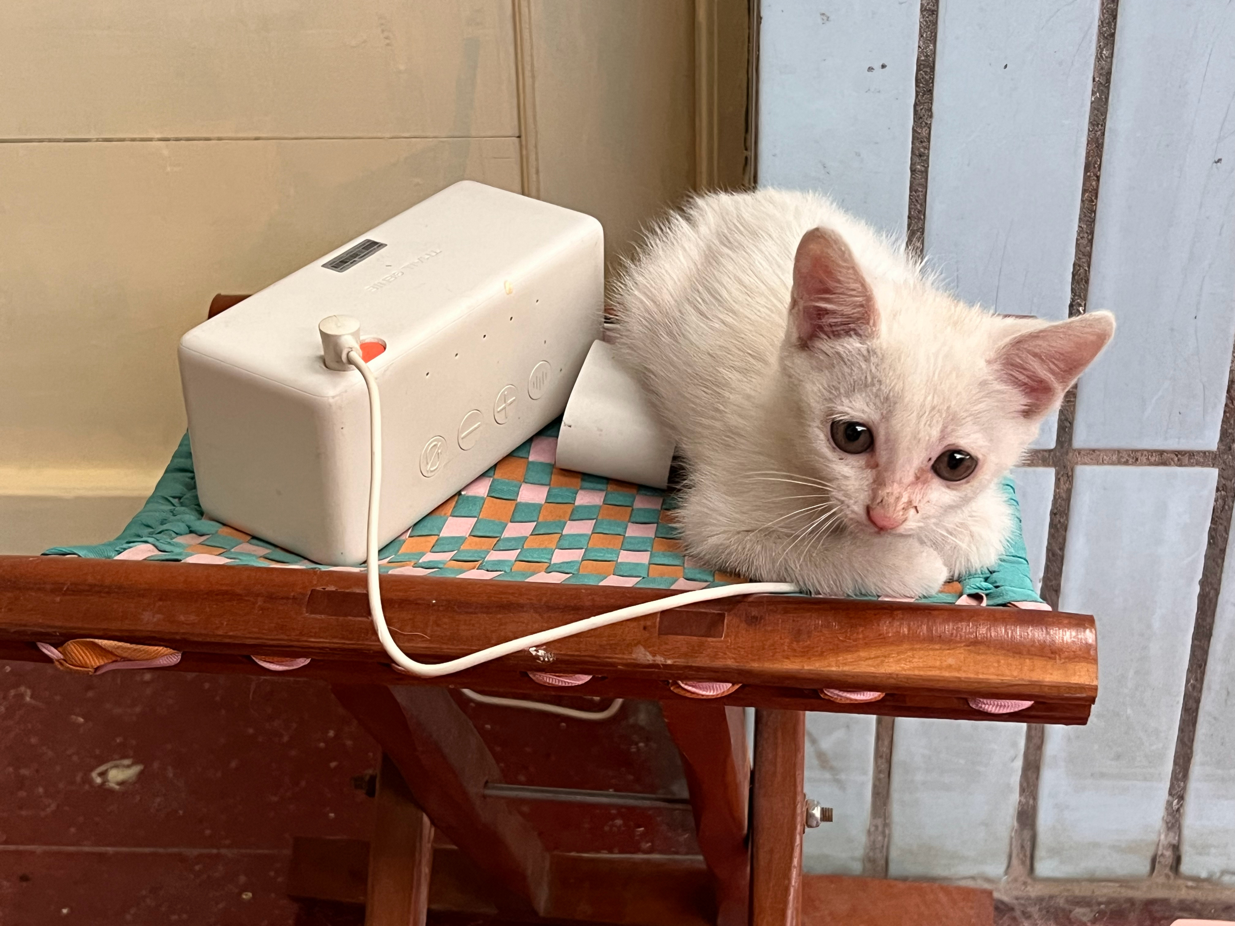 真·天猫精灵