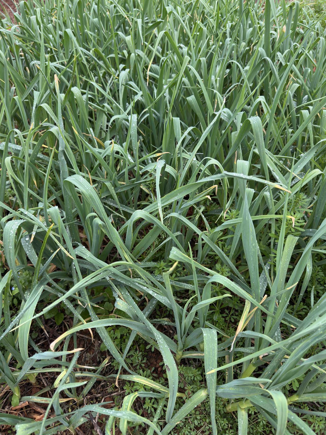 大正月里误传人命，这得是多大的乌龙！

前天半下午时，突然得到信息：说是一位跟我