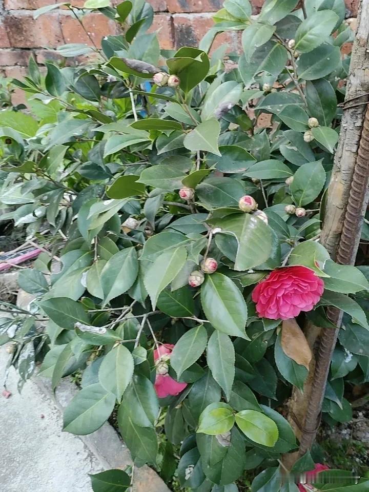 分享阳光下随手拍的照片山茶花开了，多少好少