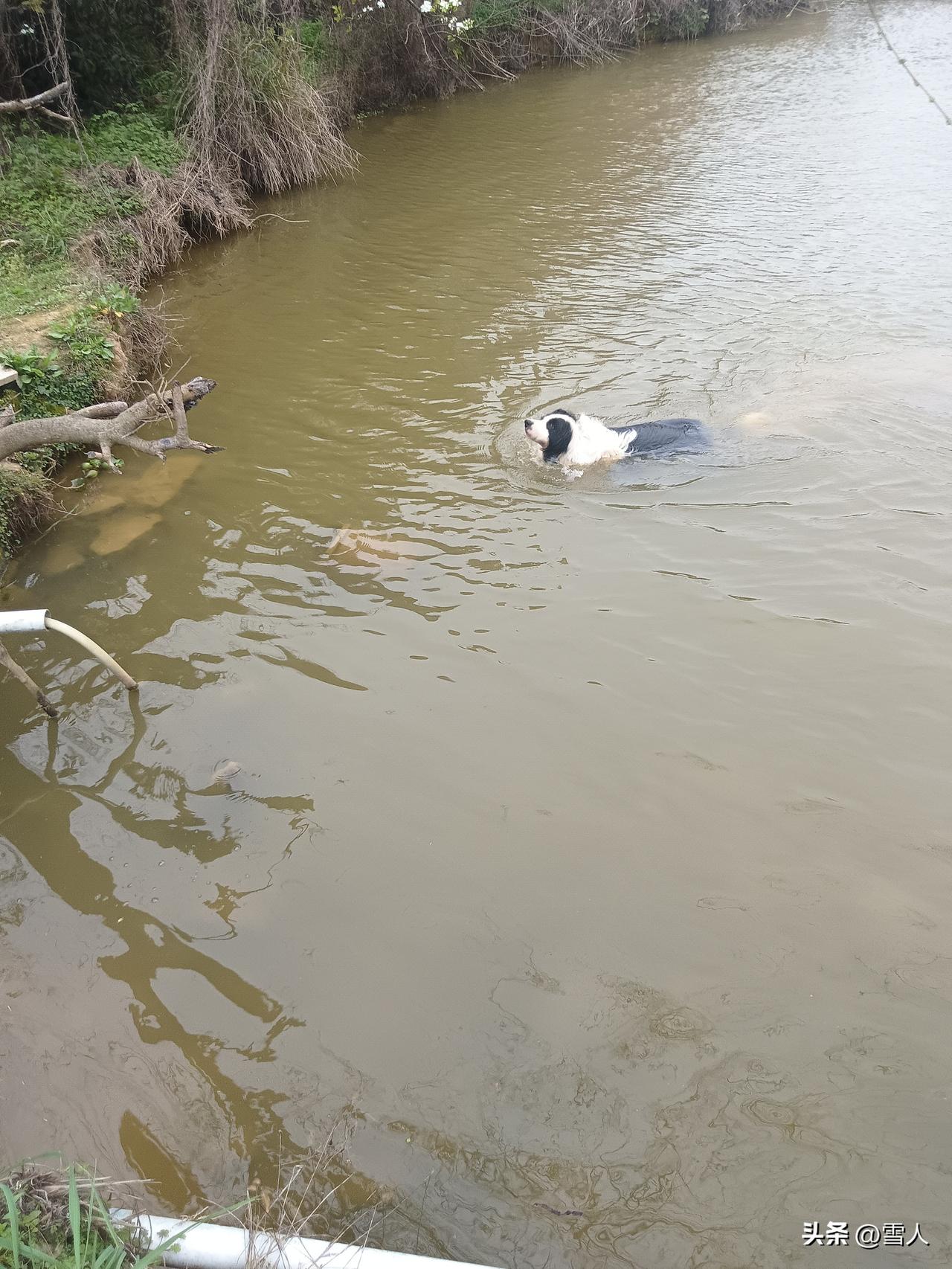 狗子偷下池塘洗澡被它老婆抓包，第二张照片黄色母狗，炸鱼塘，有时真被它赶鱼跳上岸，