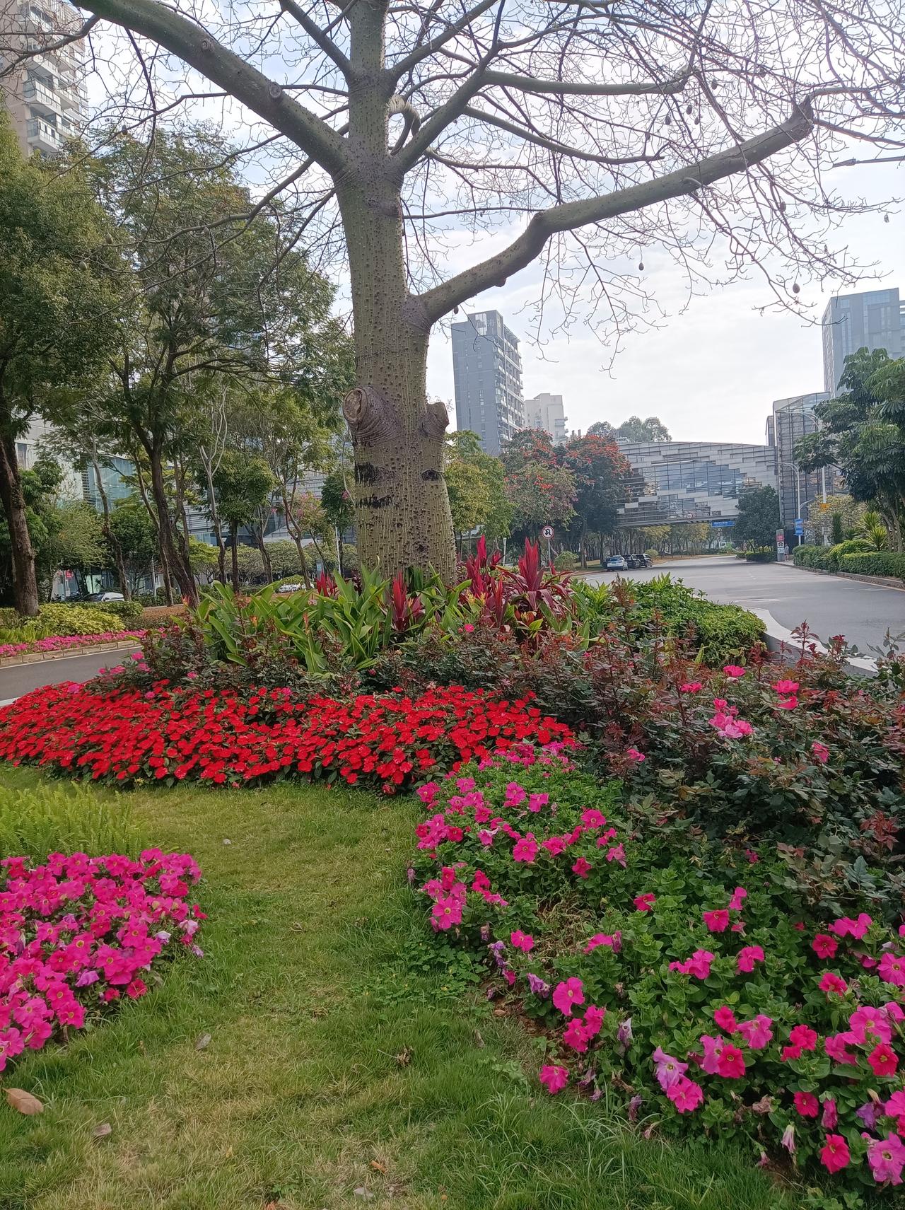 旅行随手拍春天来了，到处都是一片好美景，人行道上的树叶绿了，树下花坛的花儿红了，