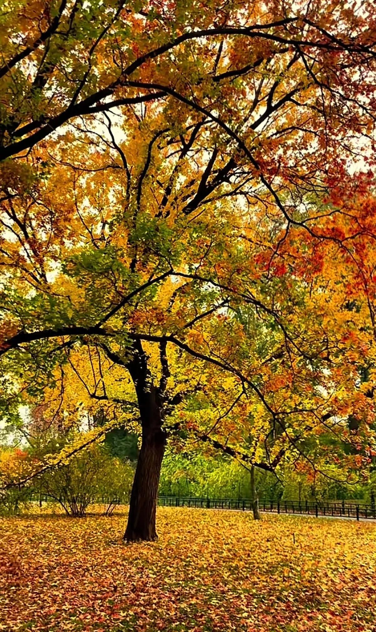 秋意渐浓，落叶纷飞，公园里的美景等你来发现！🍂🍁🍂公园秋季美景 快拍秋色 