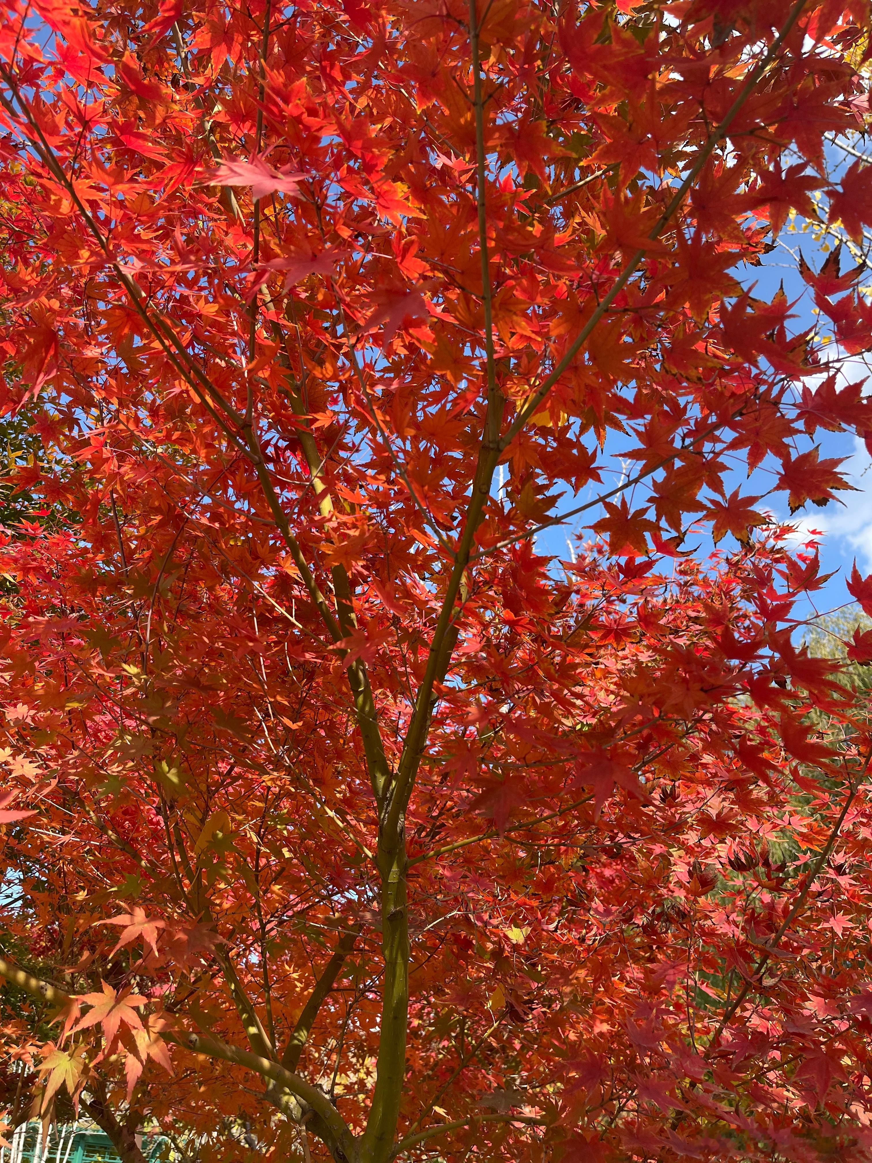 今天拍的红叶#基金[超话]# 希望股市也这么红#股市# ​​​