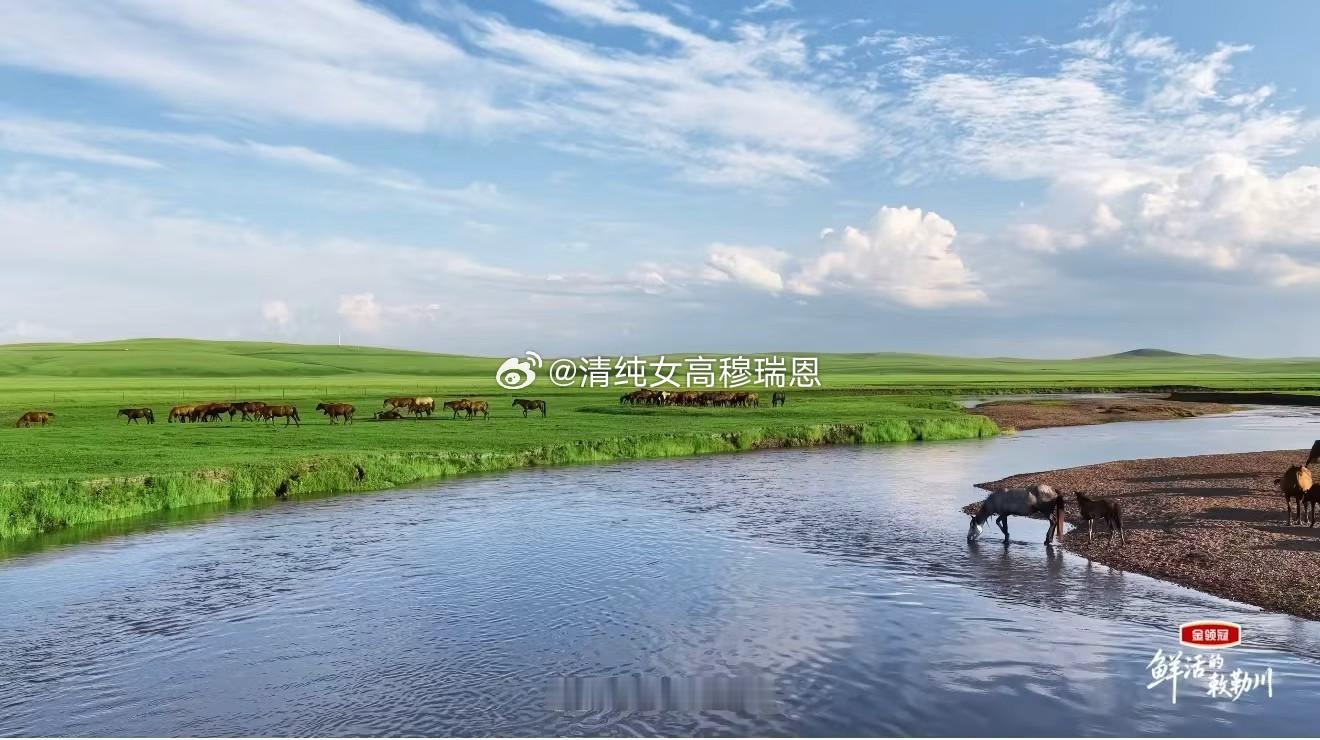 鲜活的敕勒川风吹过广袤的草原，伴着长者舒缓的讲述，把敕勒川的故事缓缓铺开，金领冠