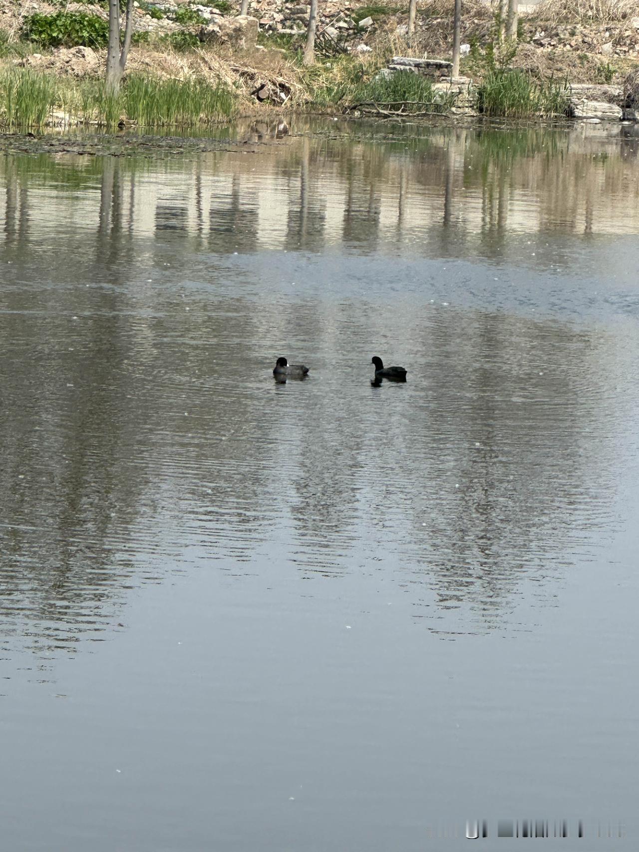 此时此刻
一个人坐在公园的亭子里
看微风吹过水面
荡起阵阵涟漪
也是很惬意的
