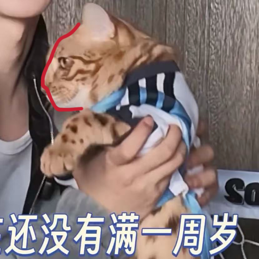 顶级建模。 