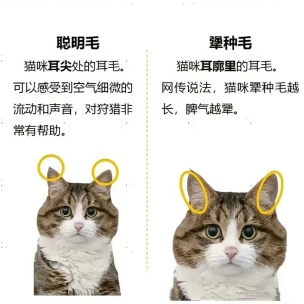暖咪智商低 