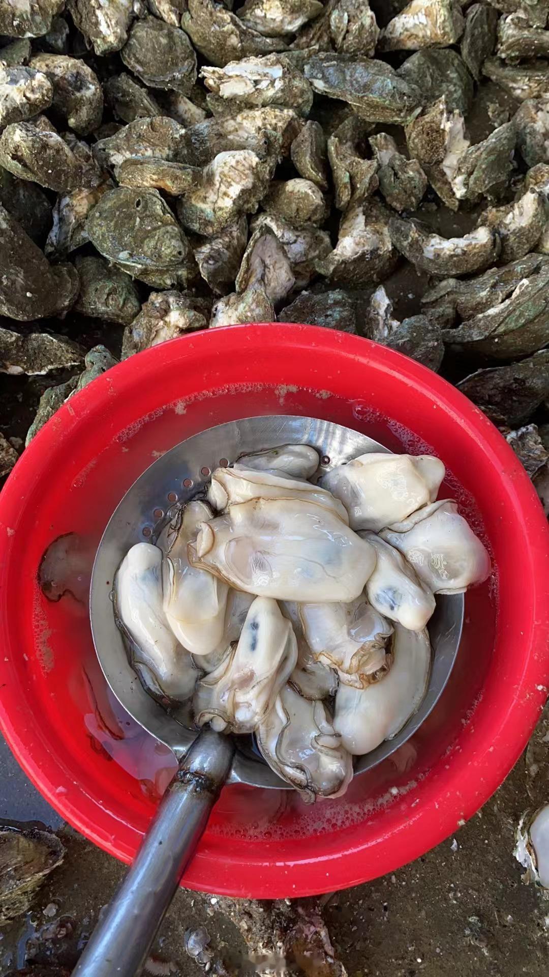 投稿：湛江的生蚝🦪肥了 ​​​