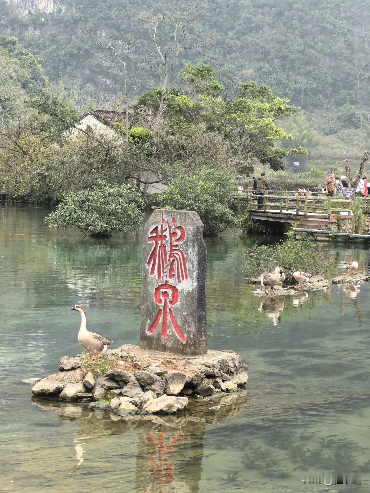 广西百色市靖西市的2鹅泉，原来真的有鹅，还有仙女游竹排过来！你，还不快快约上好友
