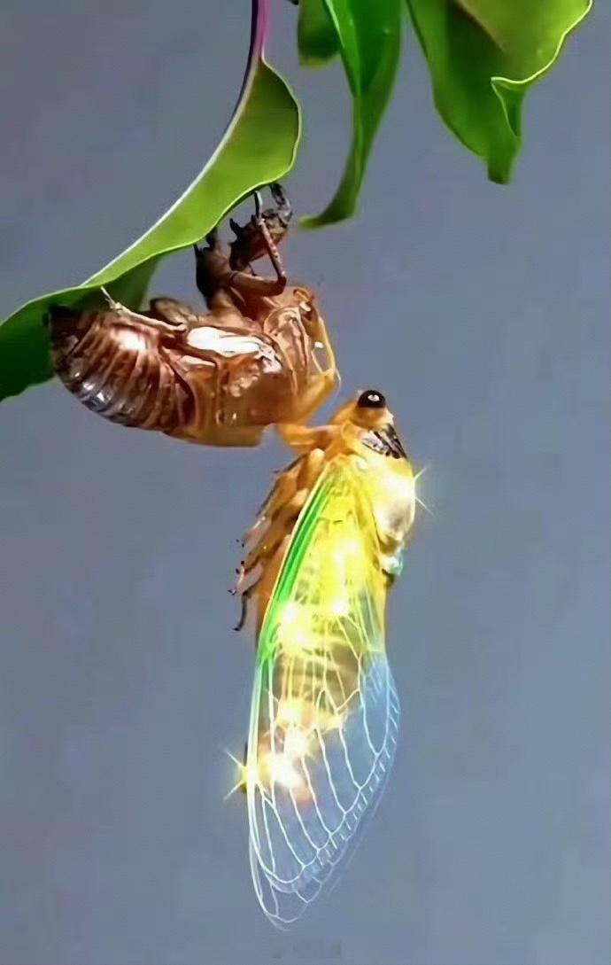 秒赞这只金蝉，1月你会收到期盼已久的好消息