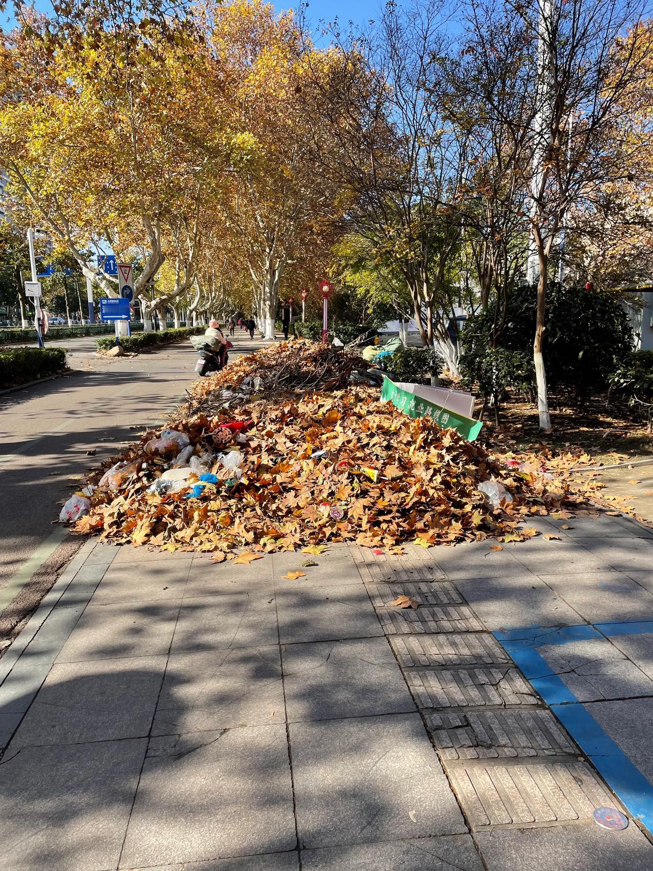 昨夜寒潮来袭，大地迅速降温，低温已近0度。早晨起来遍地树叶，清洁工人一大早辛苦的