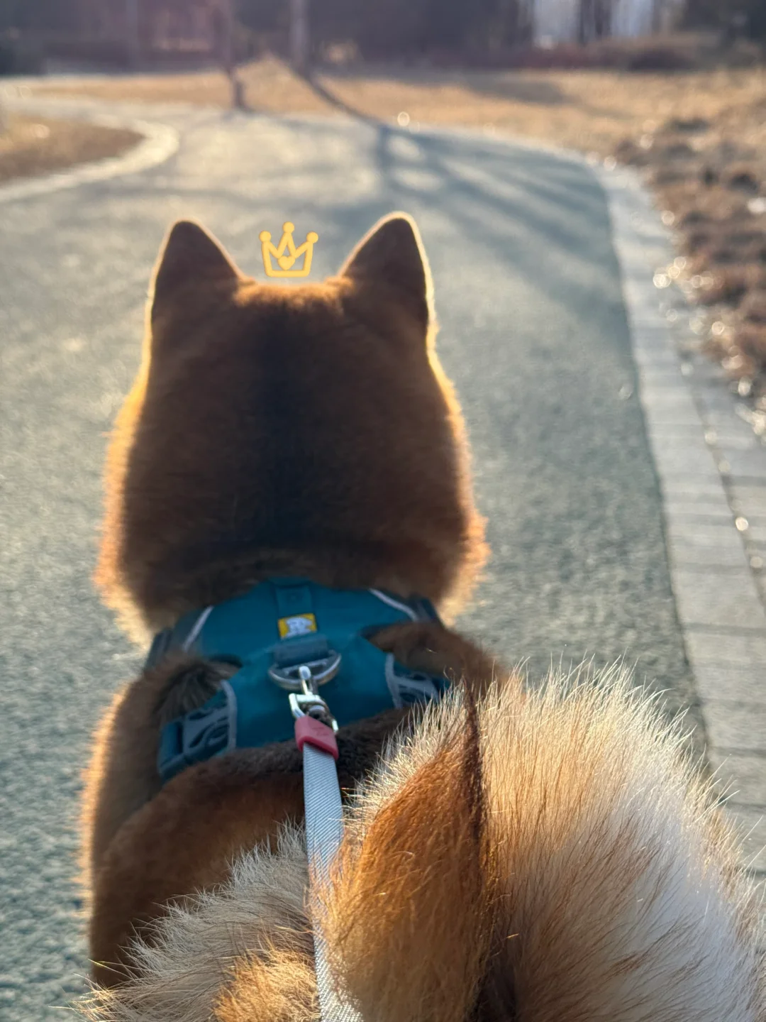 跟着小狗混