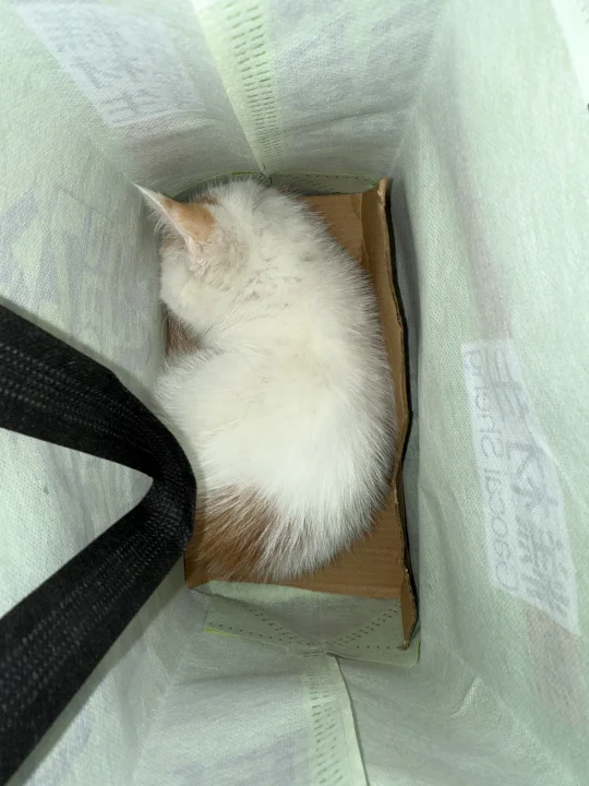 猫瘟了，哎