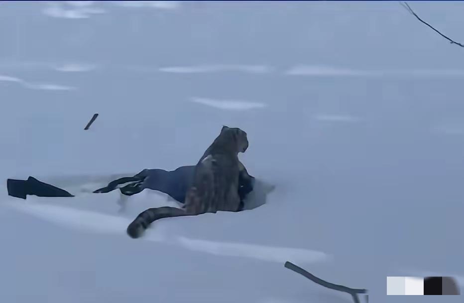 这胆子也太大了！昨天新疆可可托海，一女游客回酒店路上，看见野生雪豹不但不下车跑，