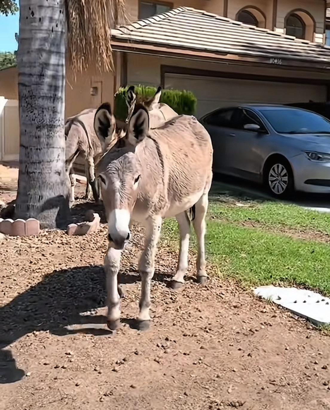 哈哈哈哈哈哈，笑喷我了，美国最近野驴泛滥！对，你没听错！美国果然不一般，出那新闻