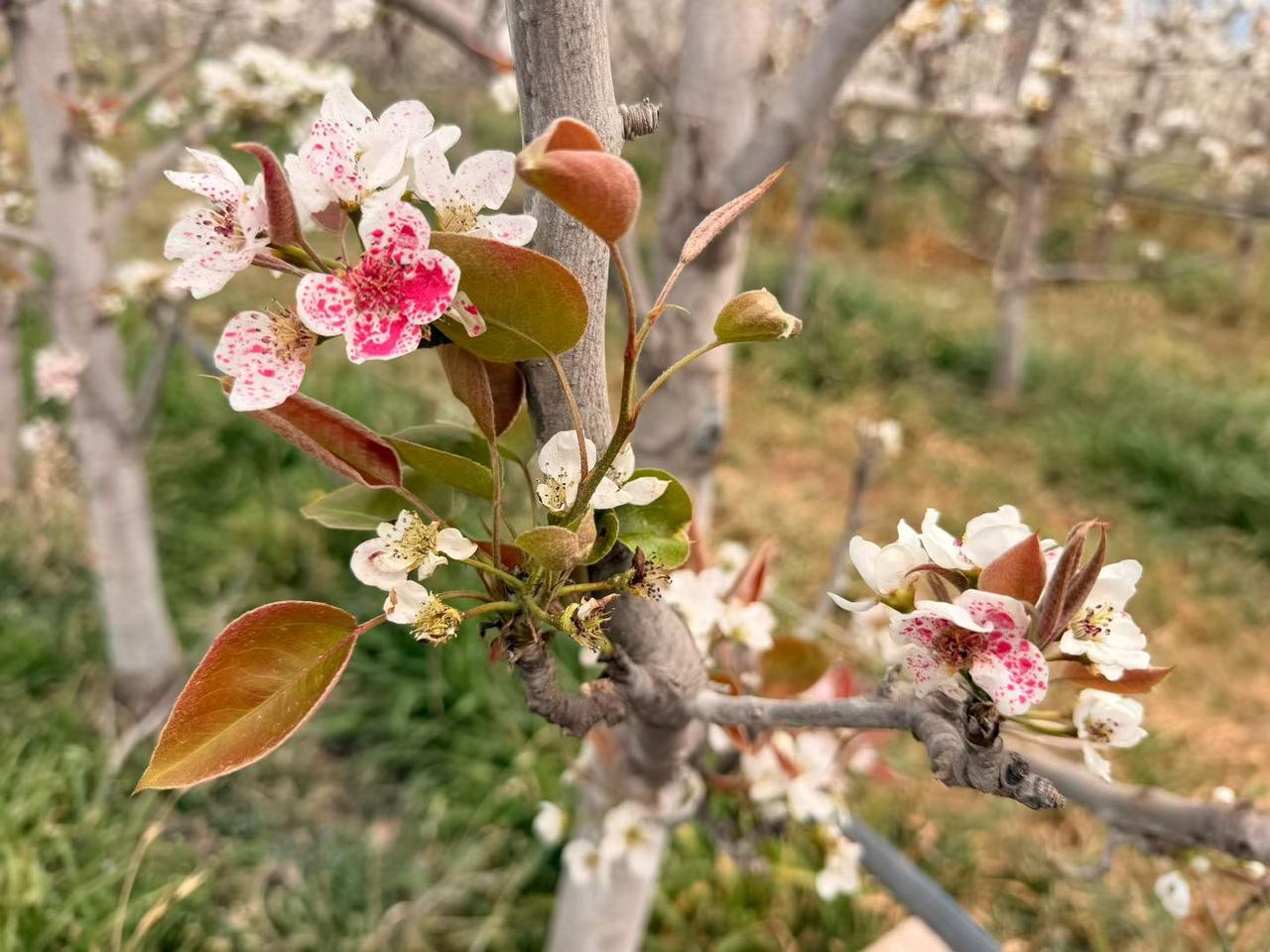 记录我的2026苹果花～春天来了