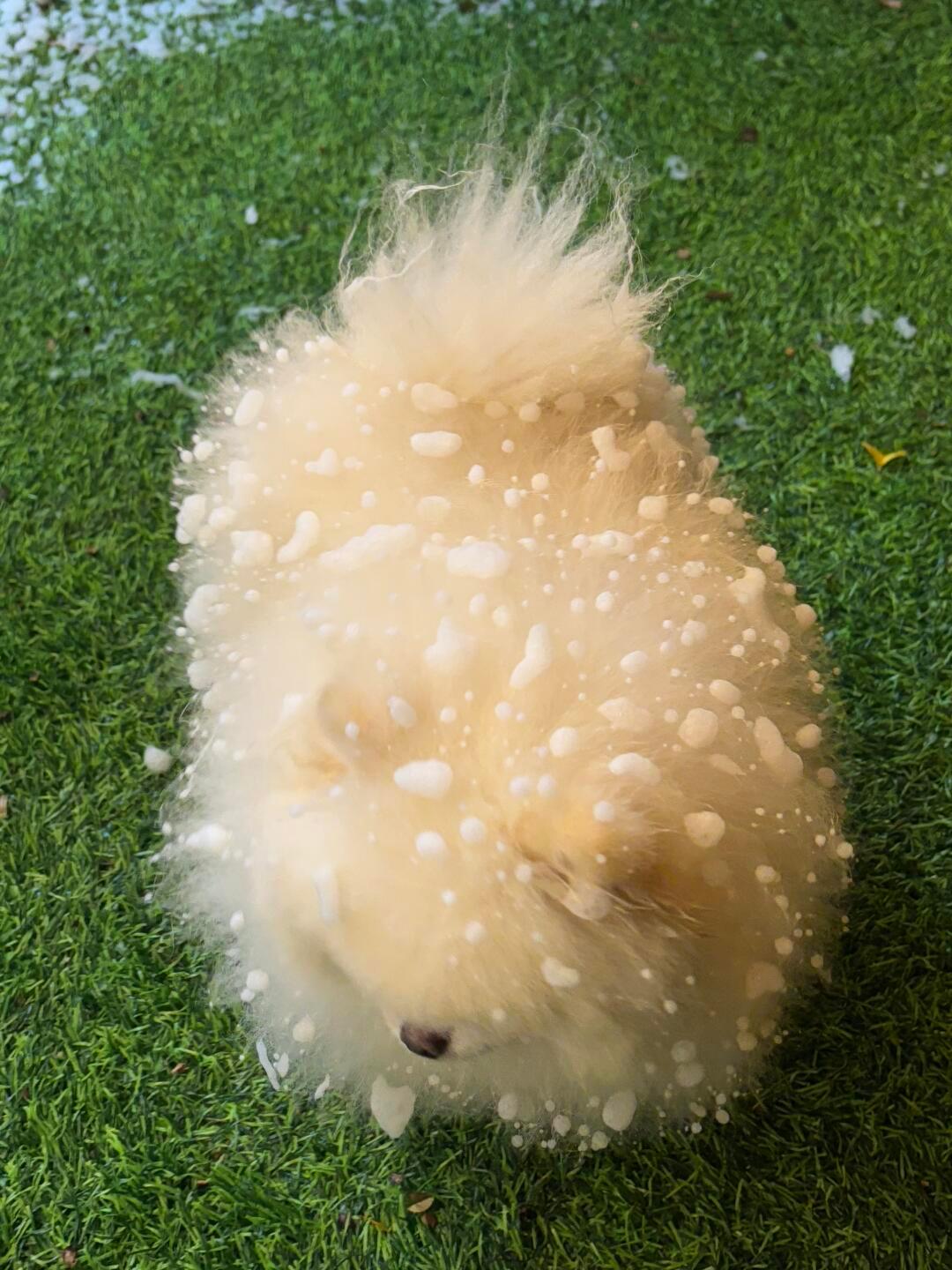 用料很足的汪汪雪饼🫓 