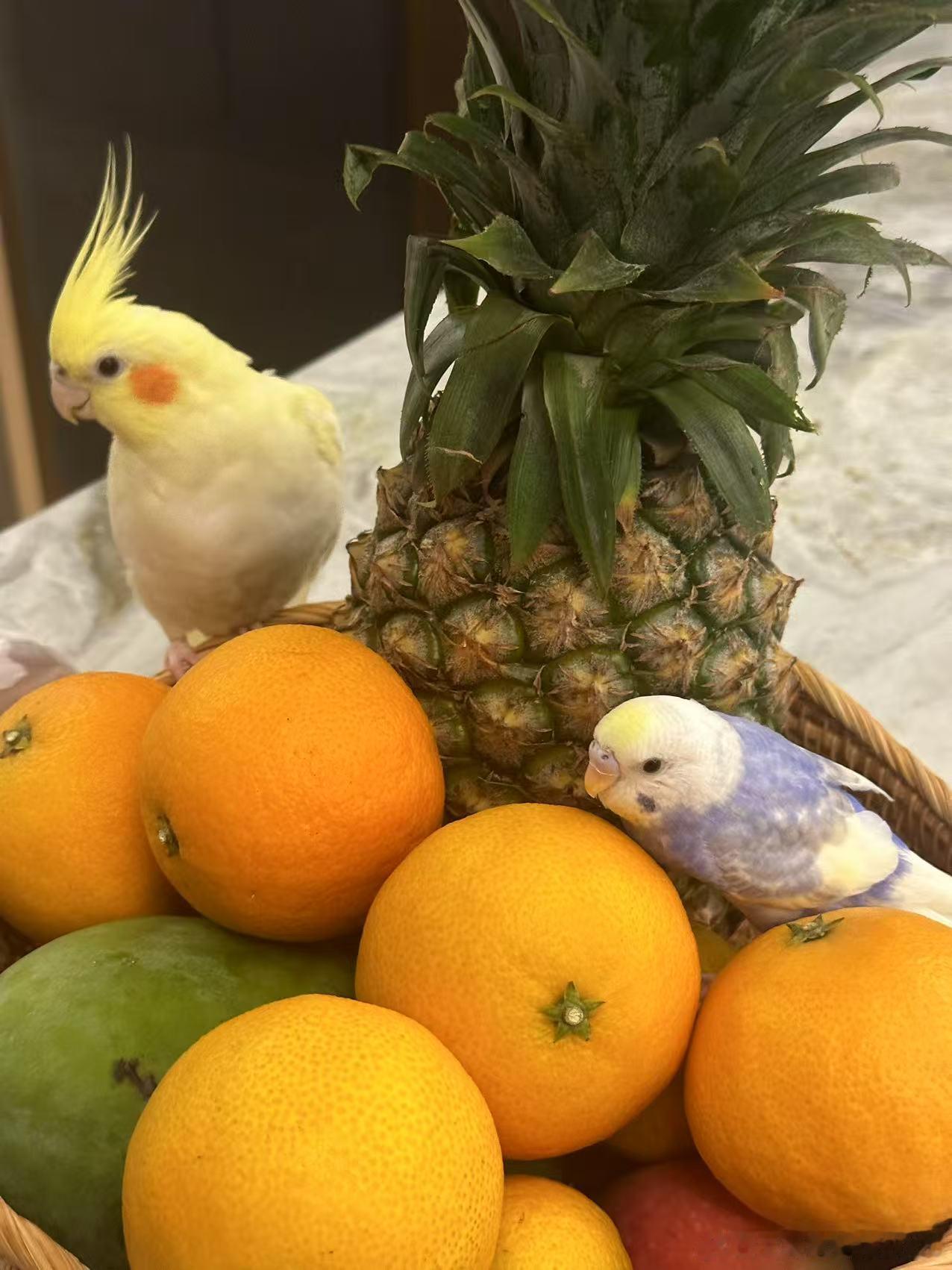 双创的周线MACD高位死叉势难避免，离下一转折尚远。贫弱的市场却是ST与微盘的土