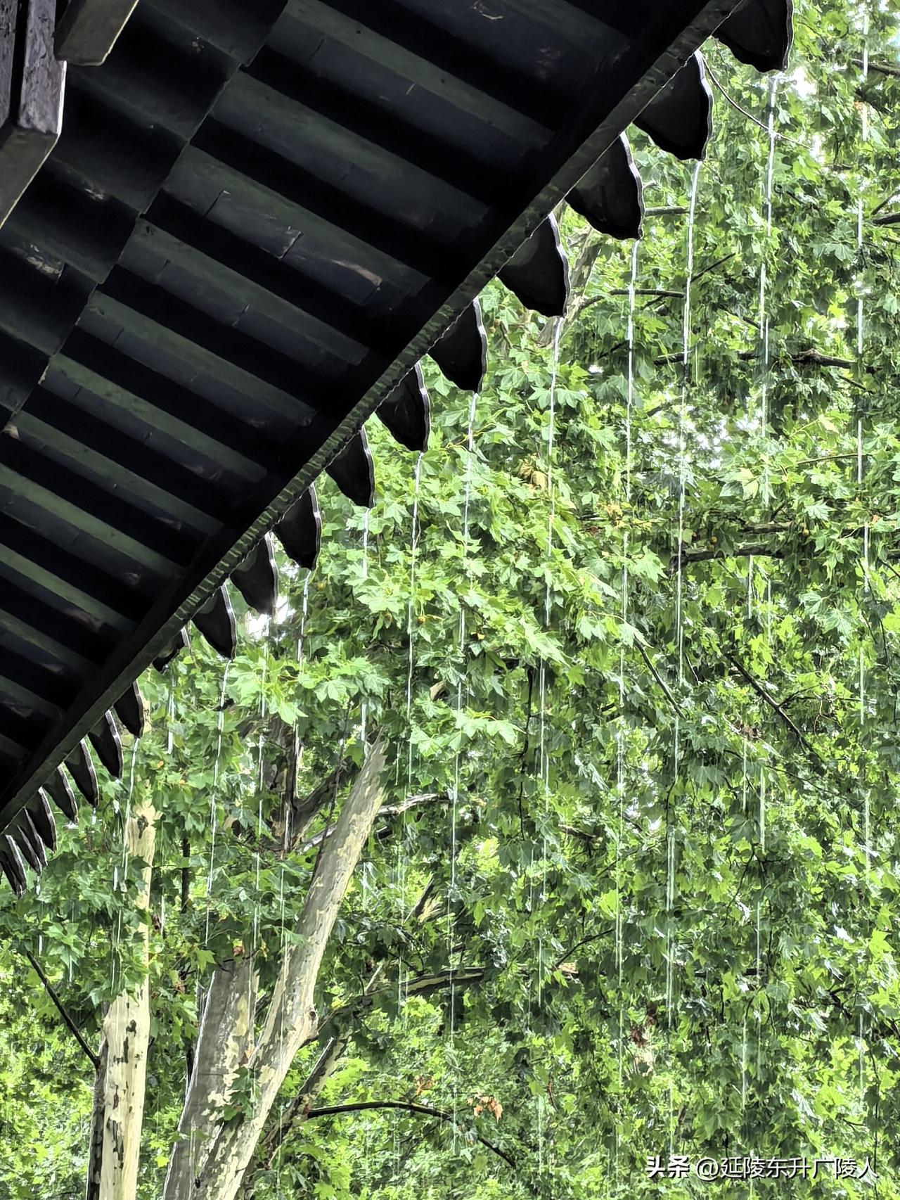 清晨红梅公园散步，大雨骤至，避雨古春轩廊下。