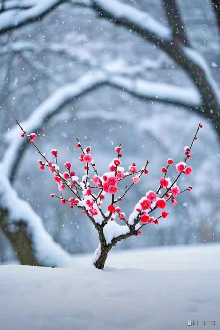 大雪

大雪如烟
把整个宇宙塞满
让生命窒息

一树寒梅
点燃一星火，一树火
燃