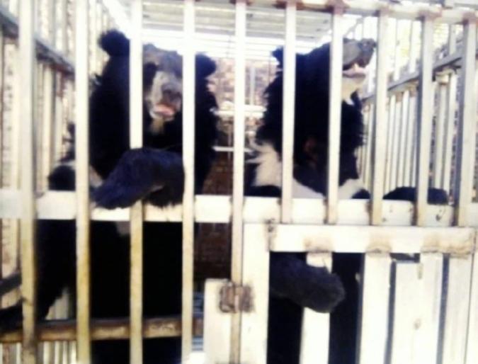 真是细思极恐，泰国海军陆战队进入一家柬埔寨赌场，竟然在深处发现了大铁笼子，里面关