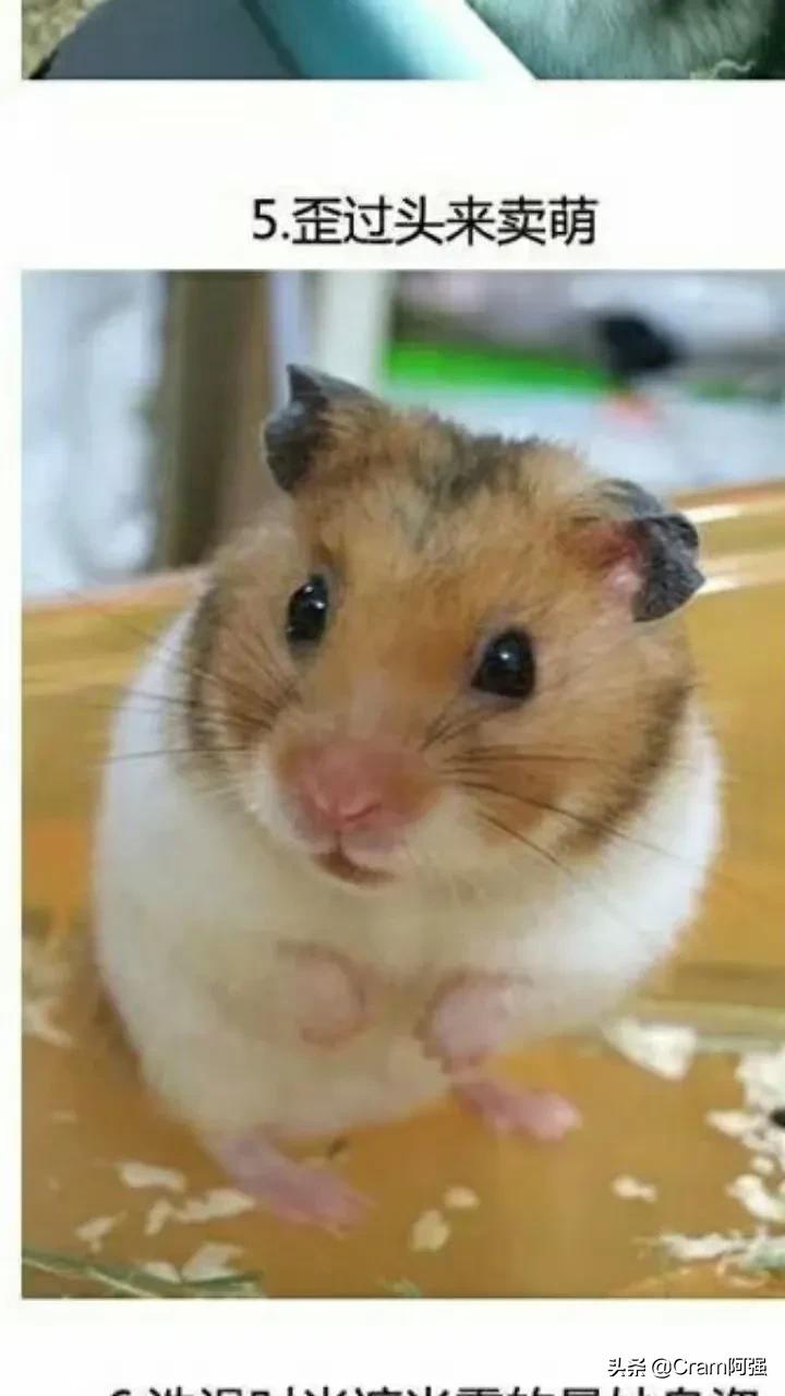 哈喽大家好，最近公司事情太多累P了我今天跟新一个关于小吃的视频，最近一两天会多补