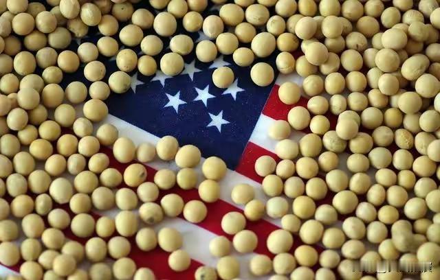 美国大豆从武器变成了麻烦。

美国这是真把自己坑了！以前拿大豆当筹码，现在大豆堆