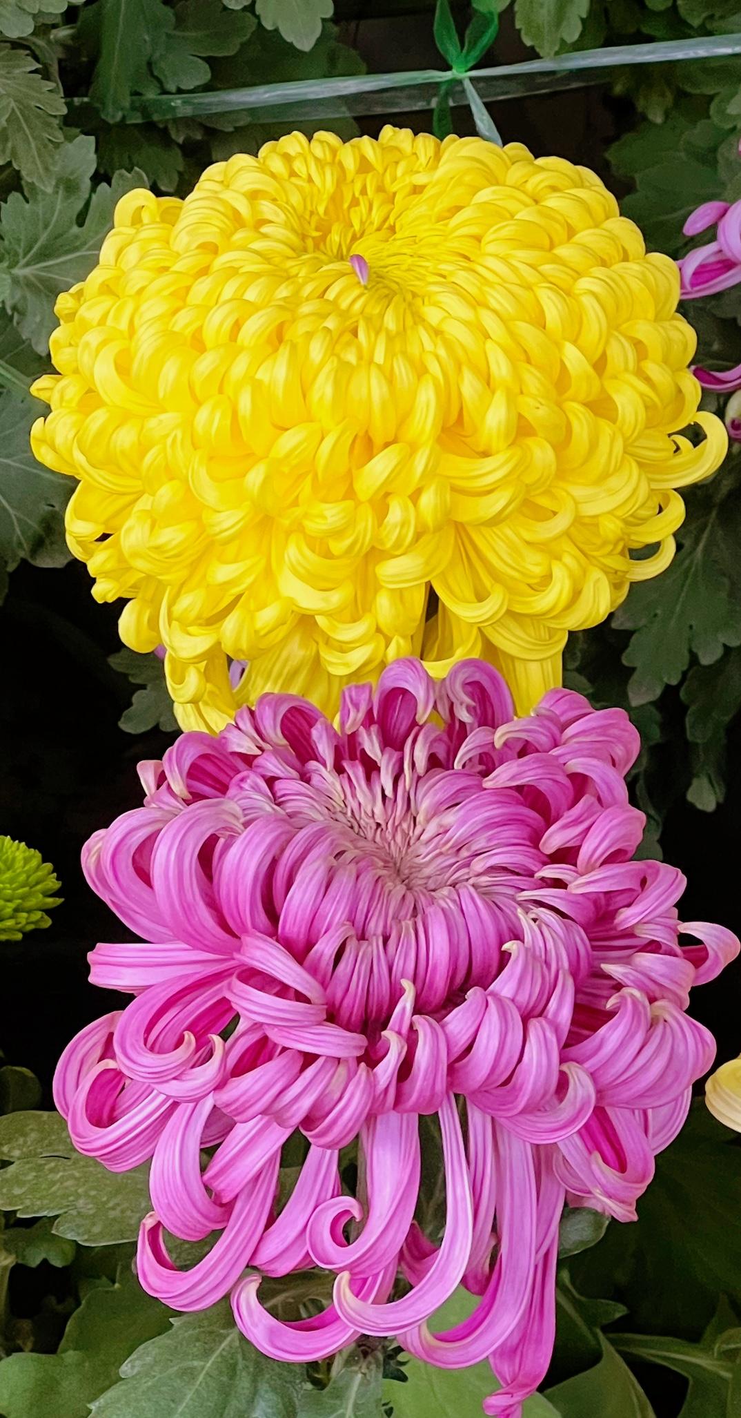 随手一拍美丽的花朵