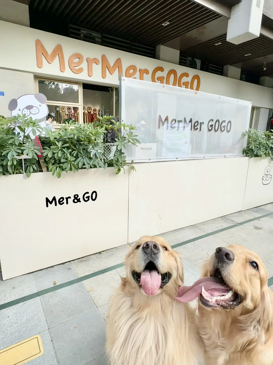 MerMerGoGo：宠物与主人的温馨驿站