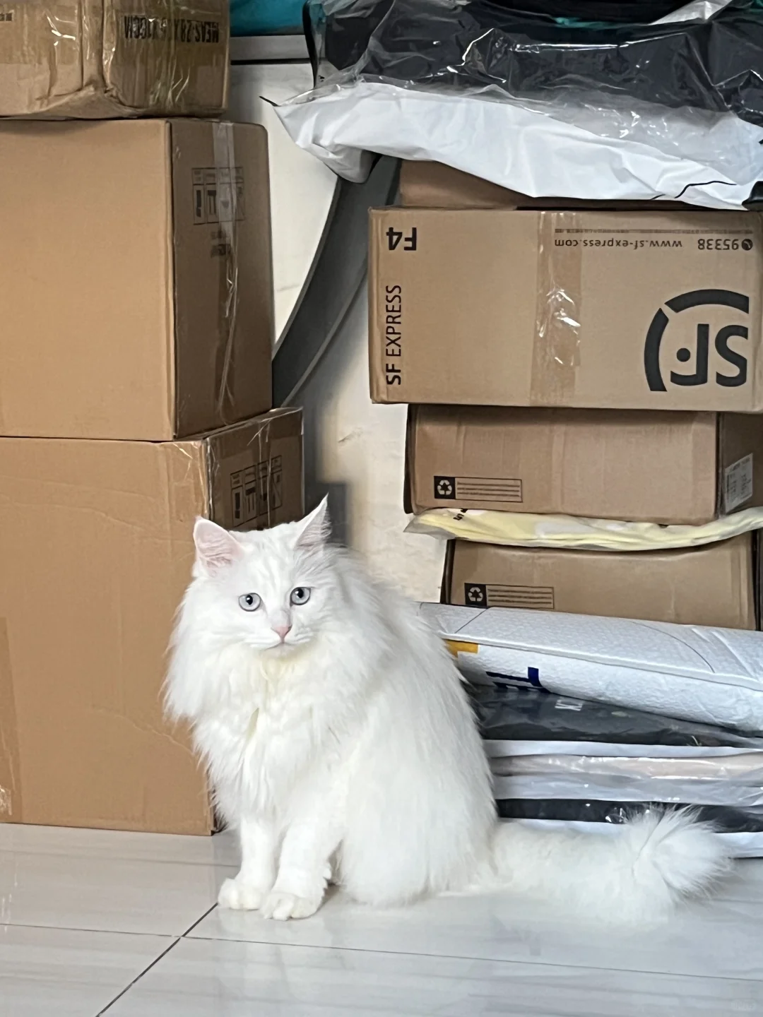快递小猫🐱