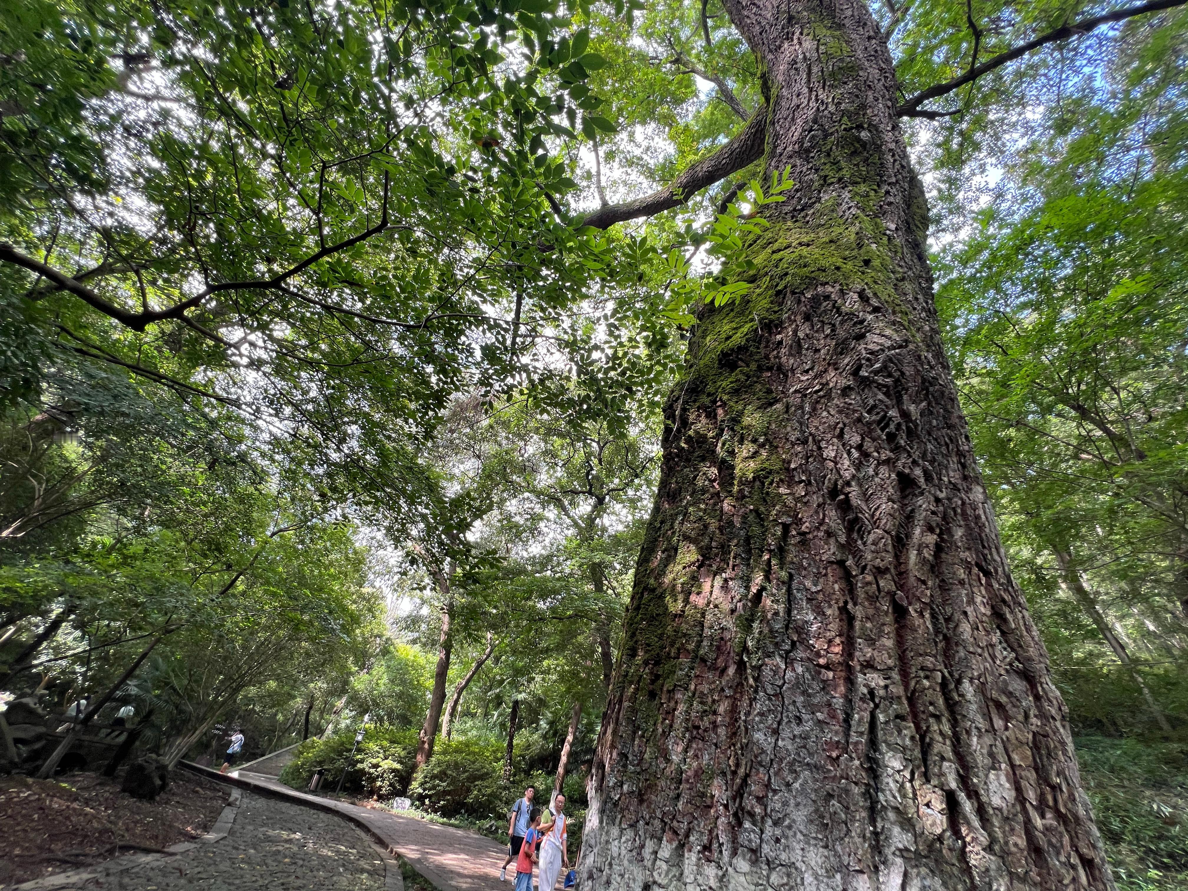 镇江南山这一片山林，是个安静的地方。山上少见香火梵音，更多的是旧时文人避尘静处的