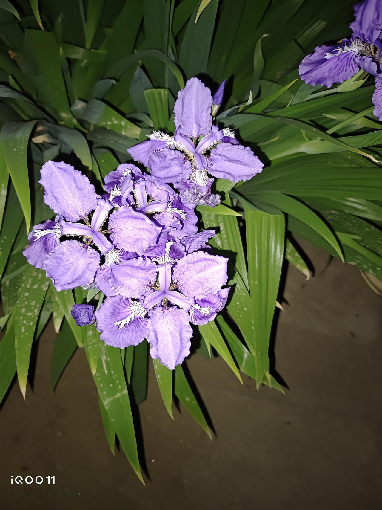 紫色鸢尾花真真的开爆了！
前几天容姐晒过我家水缸的鸢尾花，当时已经开花，而且还有