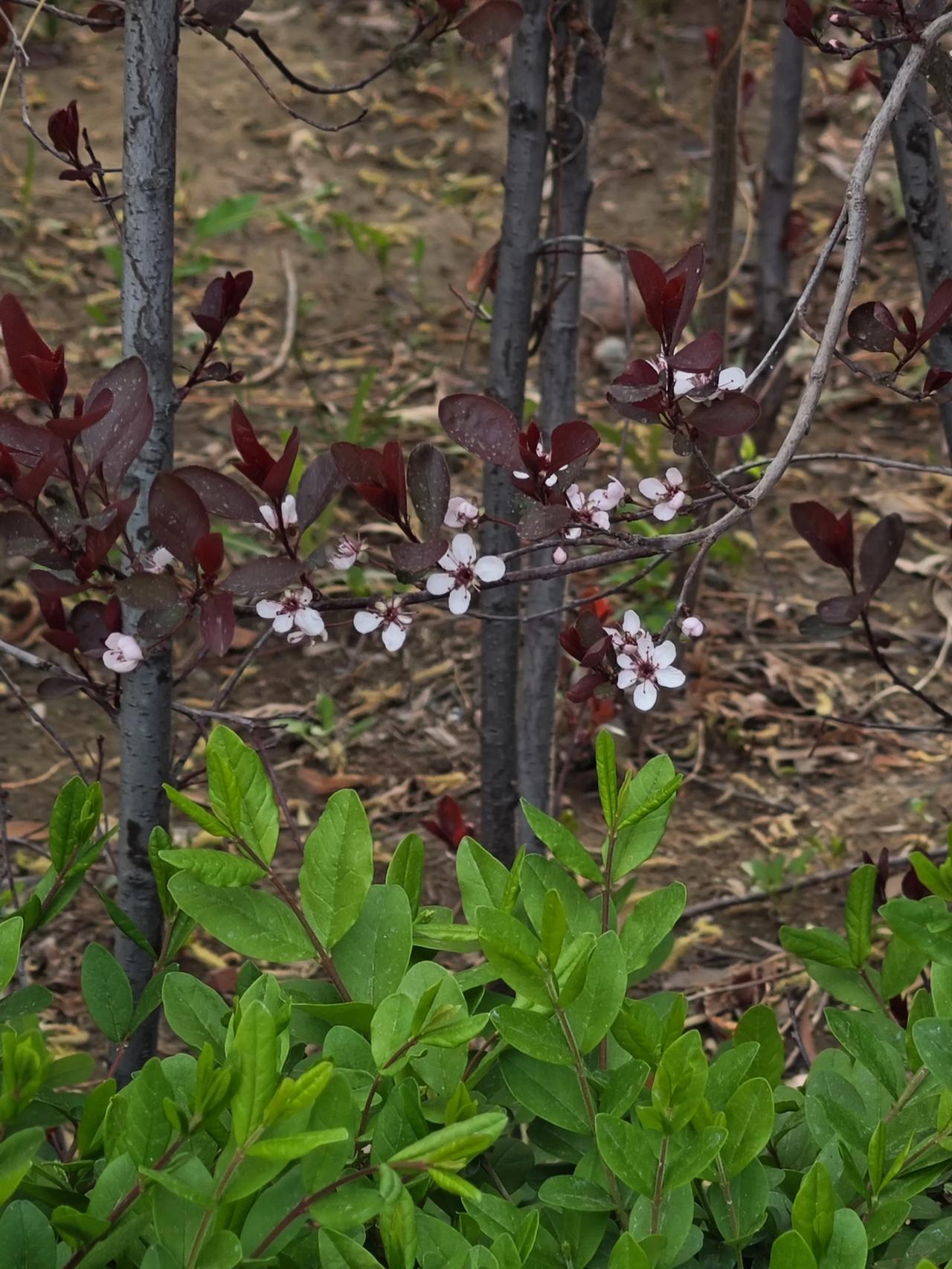 隨手拍摄盛开的花朵今天天气好晴朗，随手拍了几张春天的照片