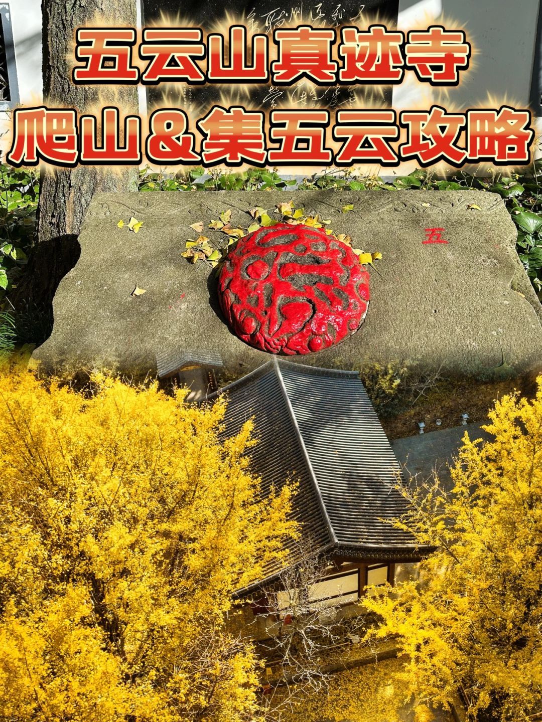 真迹寺银杏黄了 爬山&集五云 💯攻略必收藏