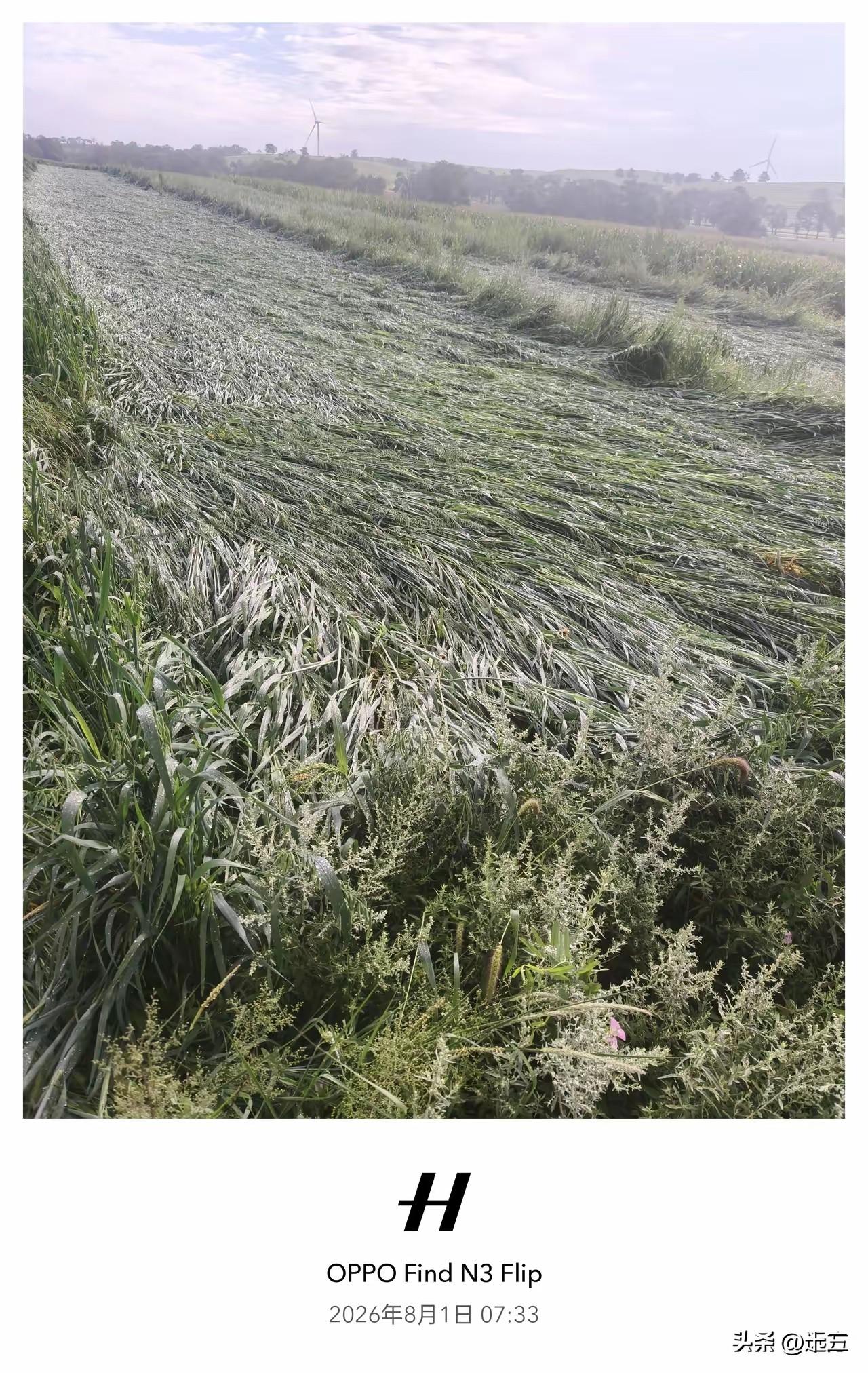 原来当农民种地比打工都难！
表弟今年失业了，寻思农村家里还有两晌地，今年回家就种